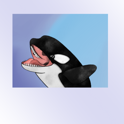 orca_02