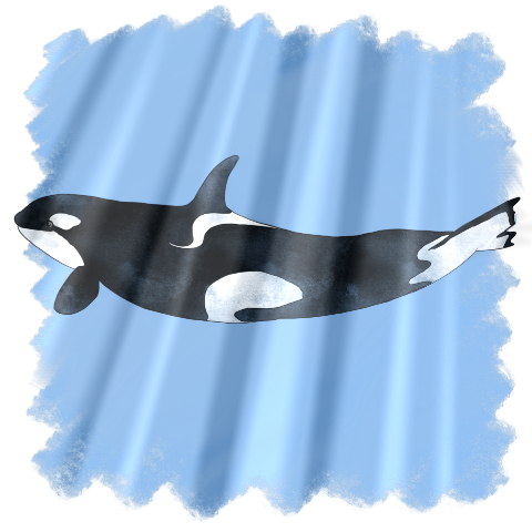 orca_03